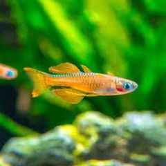 Red Neon Blue Eye Rainbowfish (Pseudomugil luminatus) – Vibrant Nano Schooling Fish